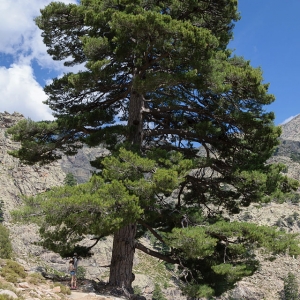 Pušis juodoji (Pinus nigra)